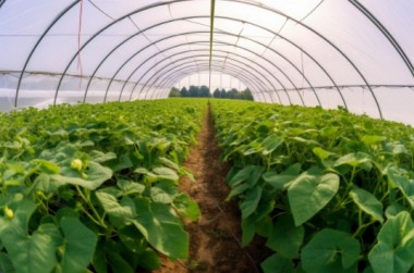 長野縣農業(yè)種植